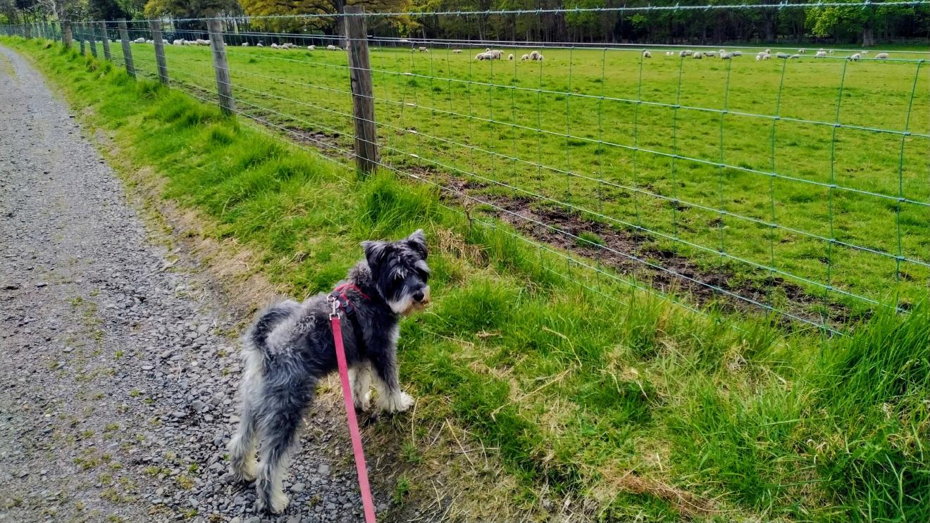 Dog looking over a field of sheep