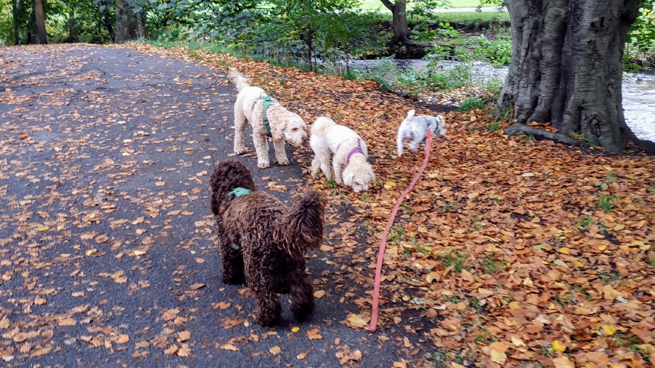 4 dogs meeting each other