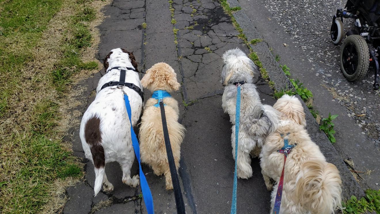 4 dogs on lead walking ahead