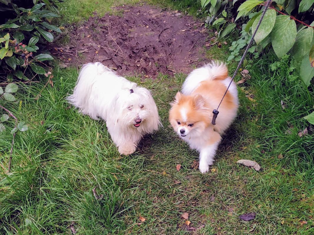 Lila and Madi (Coton de Tulear and Pomeranian) walking side by side.