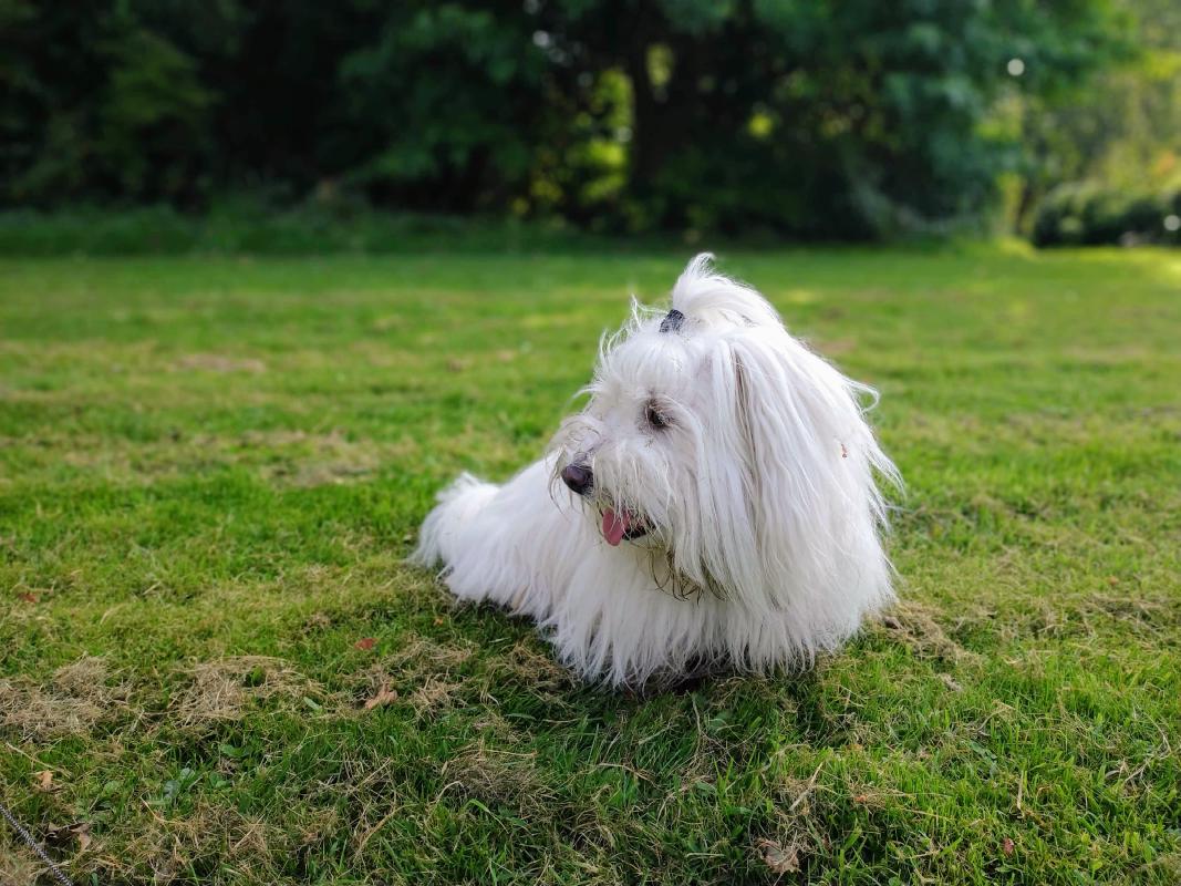 Lila (Coton de Tulear) lying on the grass looking side way.
