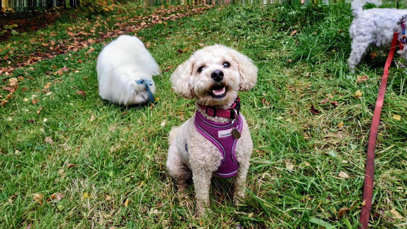 Nyla, a Poochon (small dog, mix of Poodle and Bichon Frise) sitting and looking up the camera with a winning smile.