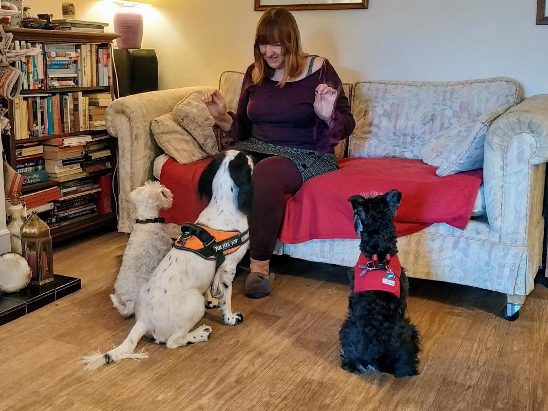 Winter, Hugo and Murphy (white Miniature Schnauzer, Springer Spaniel and black Miniature Schnauzer) with Kirsteen in the living room. The dogs are sitting for a treat.