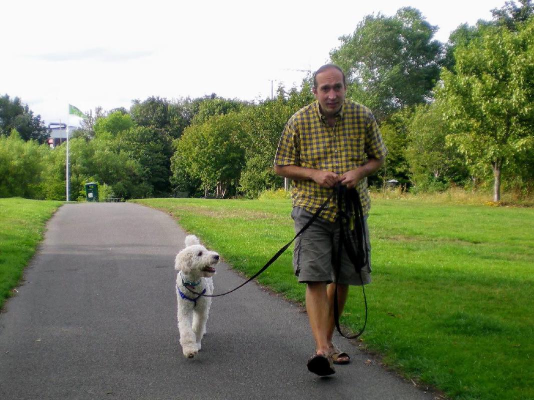 Nelson (Labradoodle) loose lead walking with Damien in Figgate park.